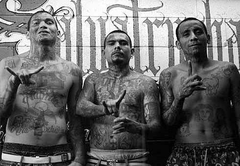 ms13 gang